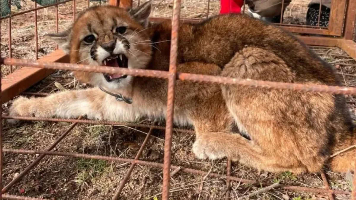 Puma sorprende a un vecino en plena ruta: intervención de Fauna en acción