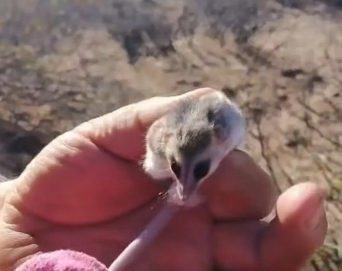 Rescatan a una comadreja enana oculta entre leña en Cutral Có