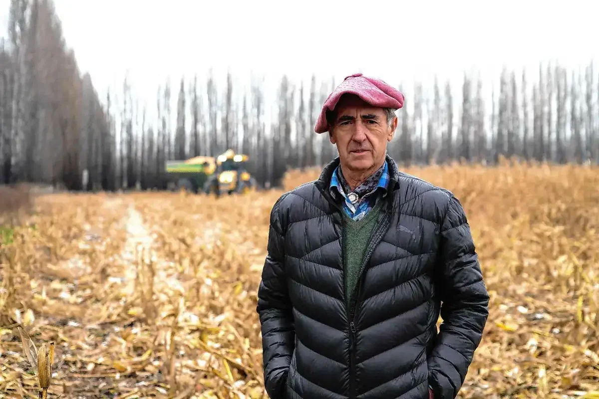 Transformación agrícola en Neuquén: de fruticultura a cereal para potenciar la ganadería