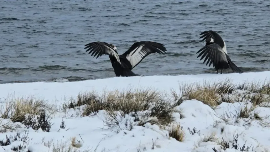 Tres cóndores andinos vuelven a volar tras ser rescatados en Dina Huapi