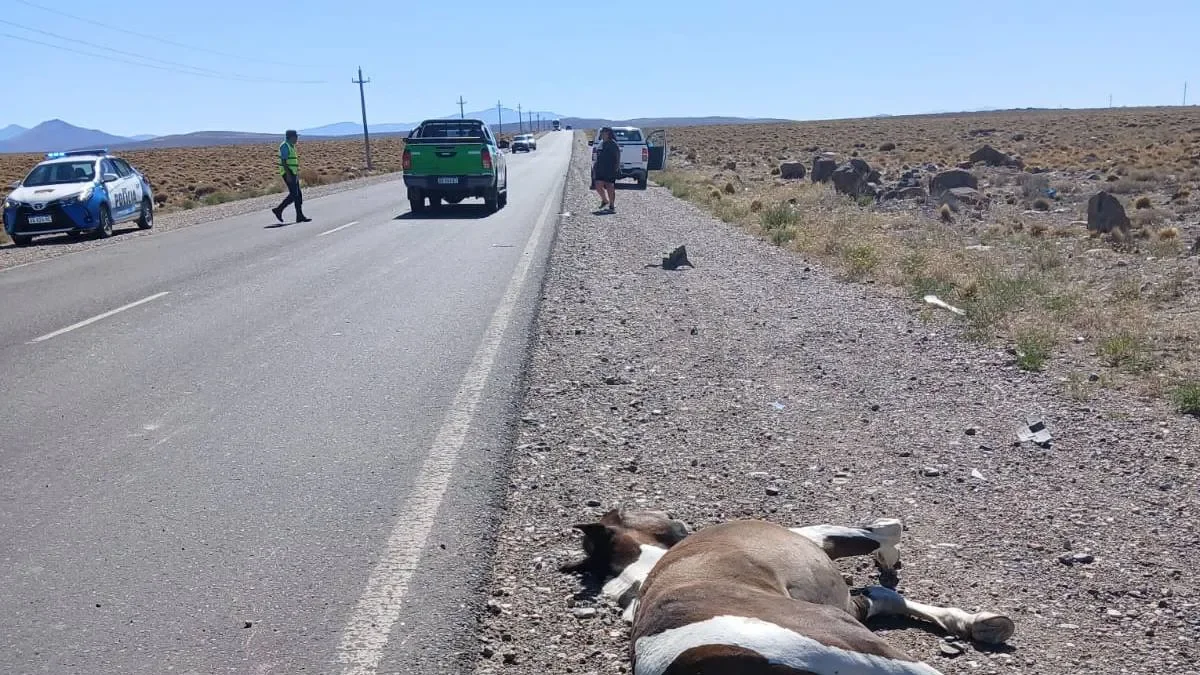 Turistas chilenos provocan accidente fatal con un caballo en Zapala