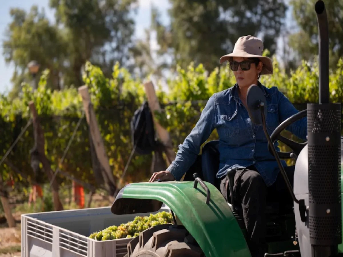 Vino argentino brilla en el mercado mientras Vaca Muerta impulsa la economía local